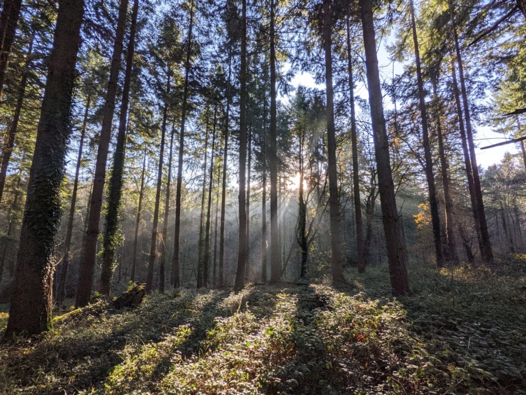 sun-streaming-through-the-pine-woods
