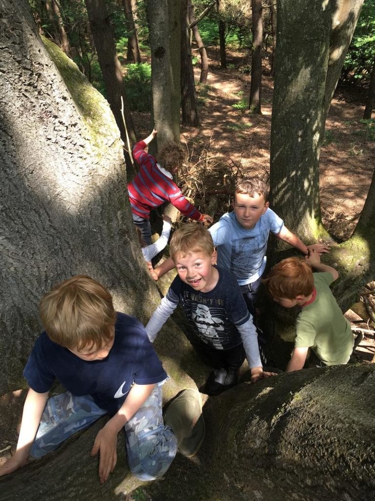 Children playing in tree at Forest School Holiday Club