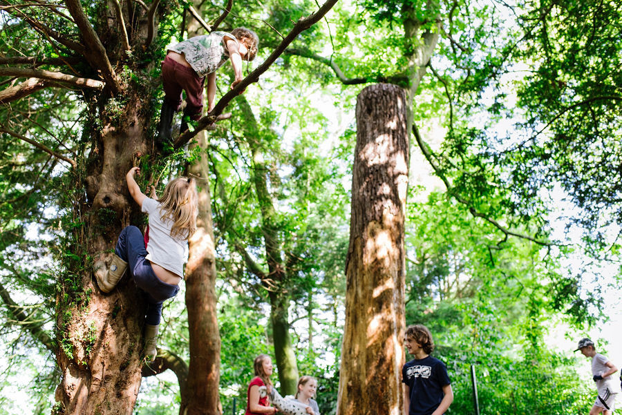 Children climbing a tree in the forest in Okehampton